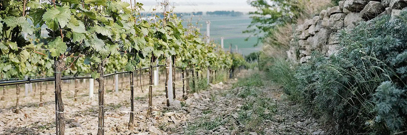 Nittnaus Weinbergsmauer
