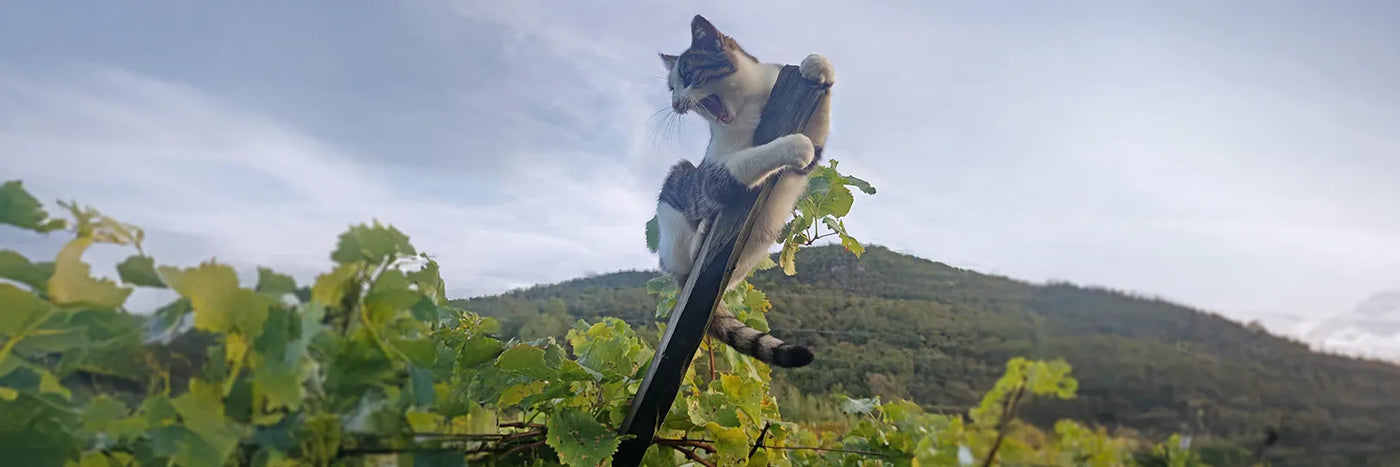 Pranzegg Katze