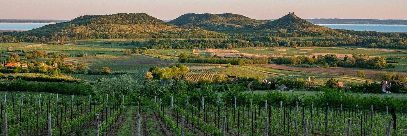 Ungarn Balaton Weingarten