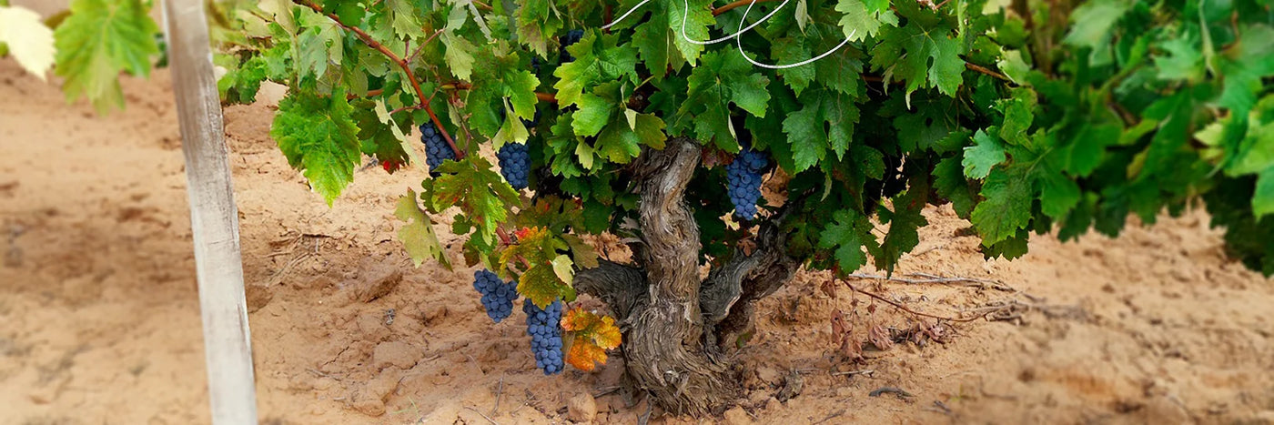 Valdemonjas Weinrebe