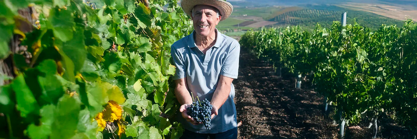 Valdibella Trauben