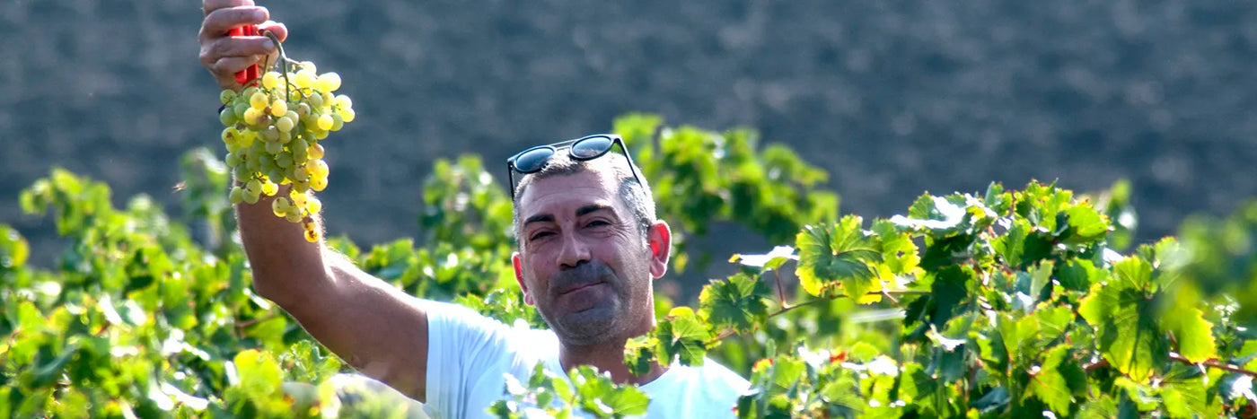 Valdibella Weinberg