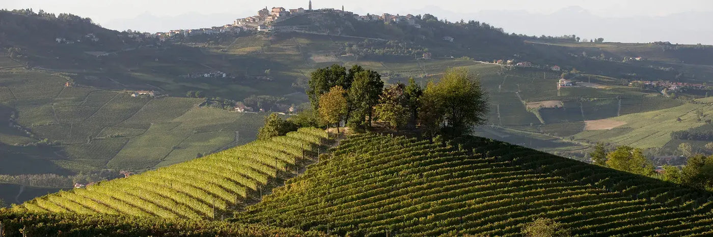 Vietti Langhe
