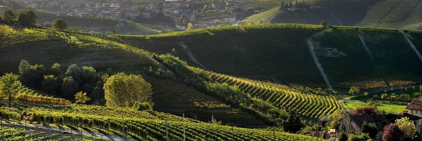 Vietti Villero