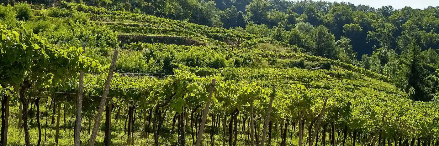Volcanalia Weinberg