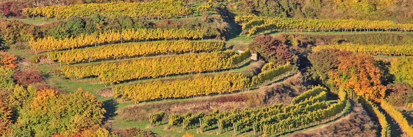 Nikolaihof Steiner Hund